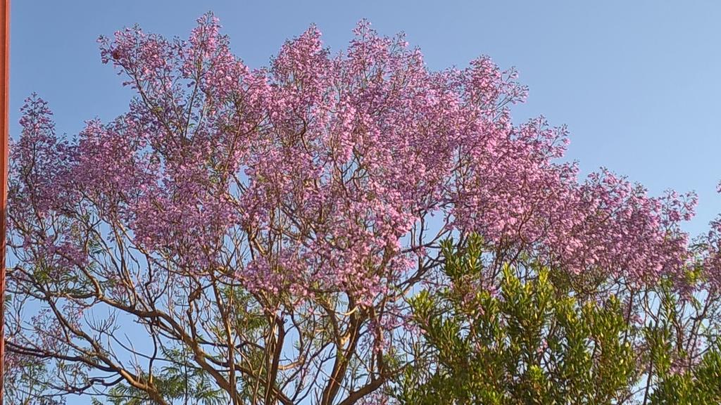 La Jacaranda Hotel SantʼAntìoco Esterno foto